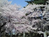 20080404_sakura.jpg