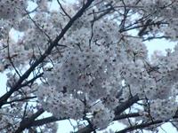 20080331_sakura.jpg